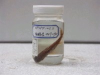 藏品(斷線雙邊魚)的圖片